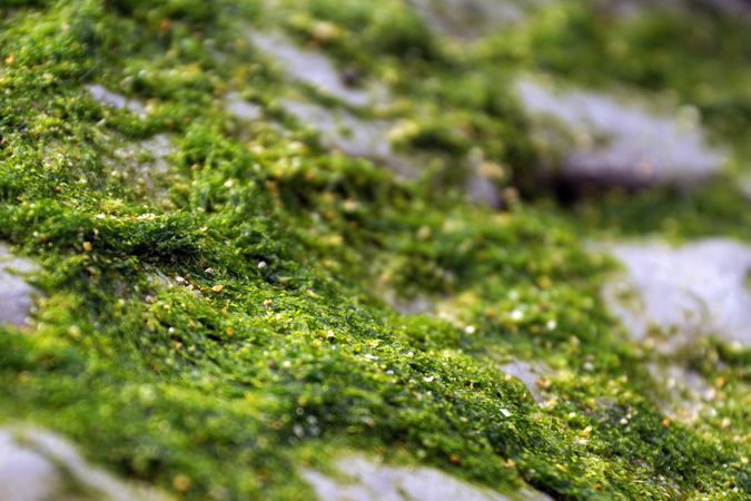 Closeup of green fluffy moss on stone
