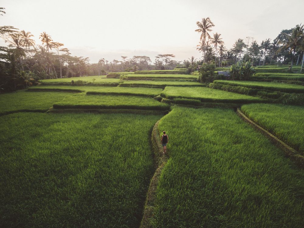 Traveler walking on spacious green plantation