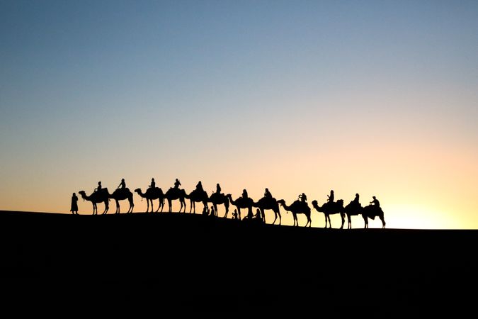 Silhouette of people riding a line of camels in desert during sunset