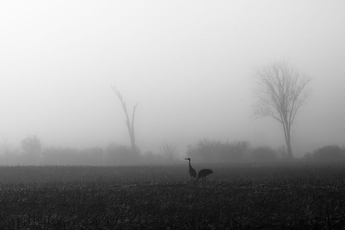 Sandhill cranes and fog in Millward, Minnesota