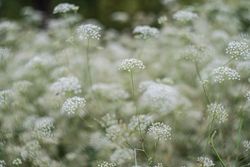 Flowering Gypsophila paniculata or panicled baby's-breath flowers