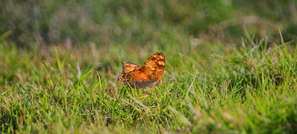 Orange swallowtail butterfly on grass field