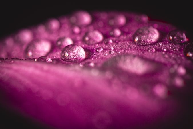 Close up of camellia pink petal with dew