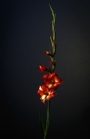 Red striped gladiolus flower on dark background