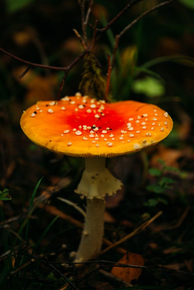 Amanita muscaria mushroom in forest
