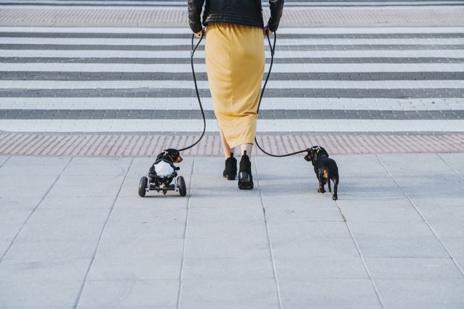 Woman walking with dogs and pet with wheelchair on street