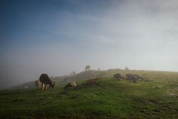 Cattle in green meadow during foggy sunny weather