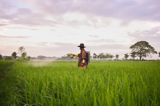 Farmer in long grass field spraying plants in the morning