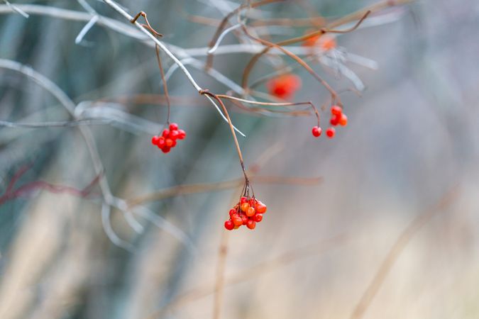 Close up of red berries