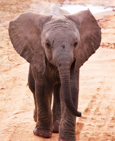 Baby elephant walking on brown sand