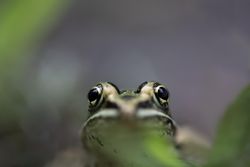 Northern Leopard Frog’s face with selective focus in McGregor, Minnesota