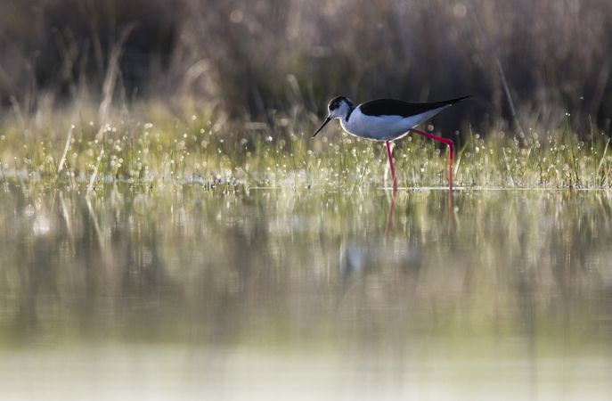 Wild bird walking on water