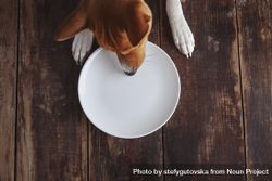 Dog explores an empty plate on wooden floor 4dYwab