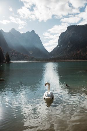 Swans in lake amidst beautiful forest and mountains