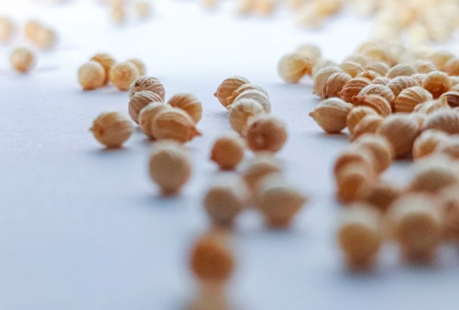 Coriander Scattered