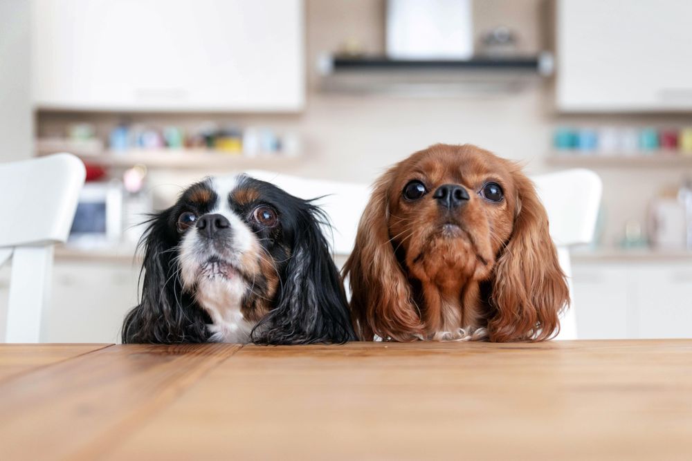 Two cavalier spaniels waiting at the dining table