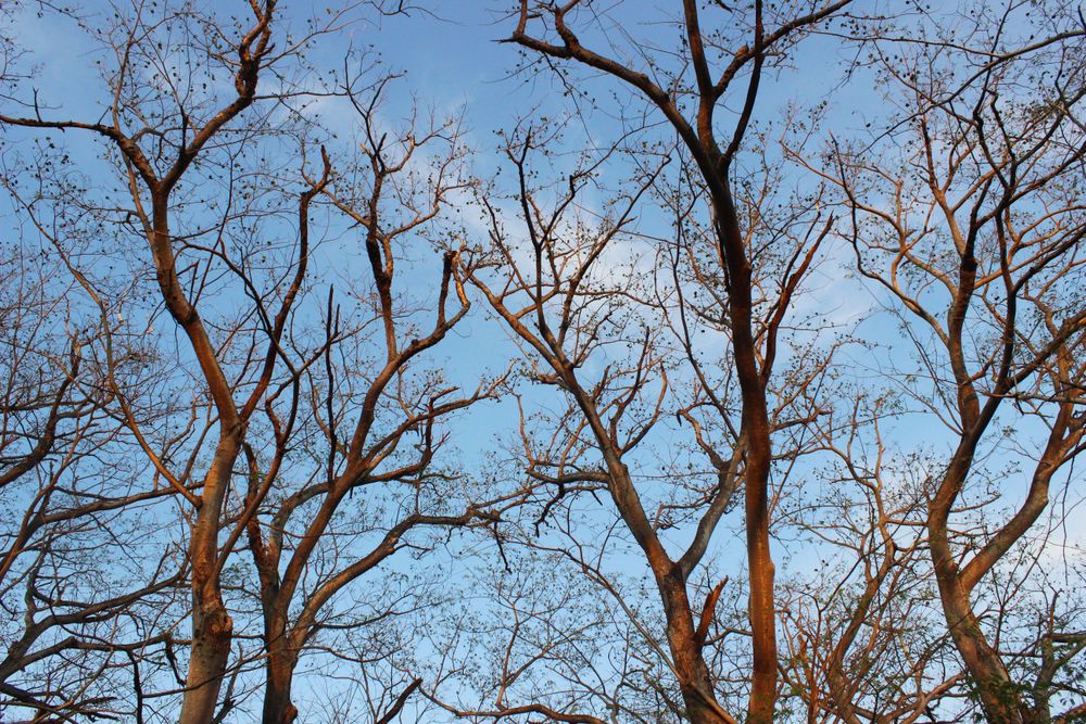 tree branches in autumn