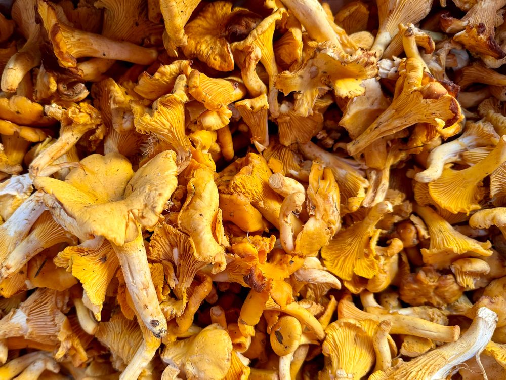 Close up of loose mushrooms for sale at market