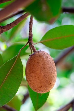 sapodilla fruit
