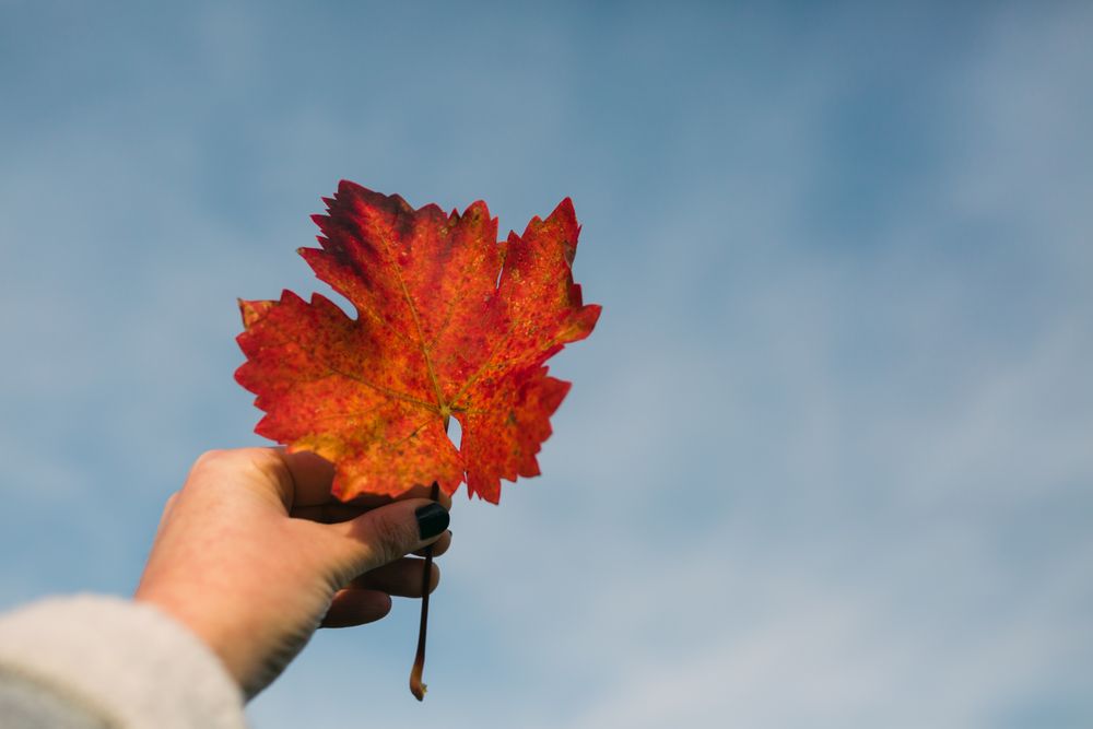 Crop hand holding autumn leaf against sky