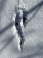 Rabbit tracks in snow