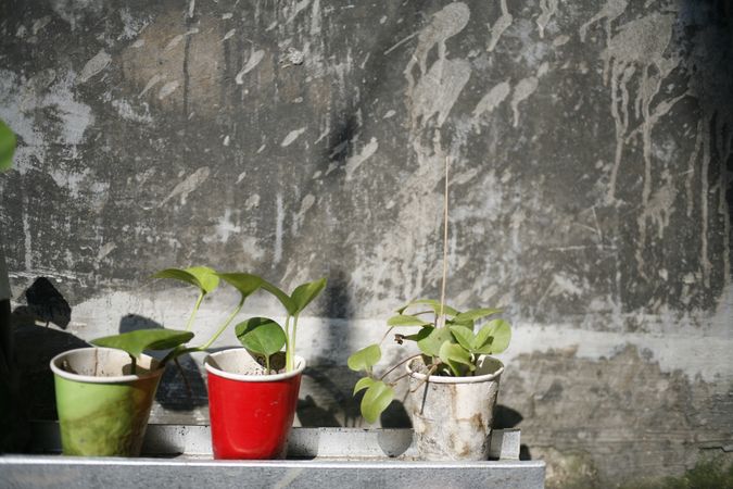 Three plants growing in paper cups