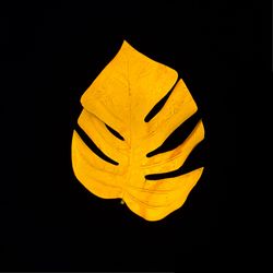 Neon tropical leaf in vivid yellow fluorescent color on dark background
