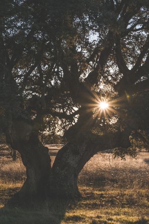 Big green tree on field in summer