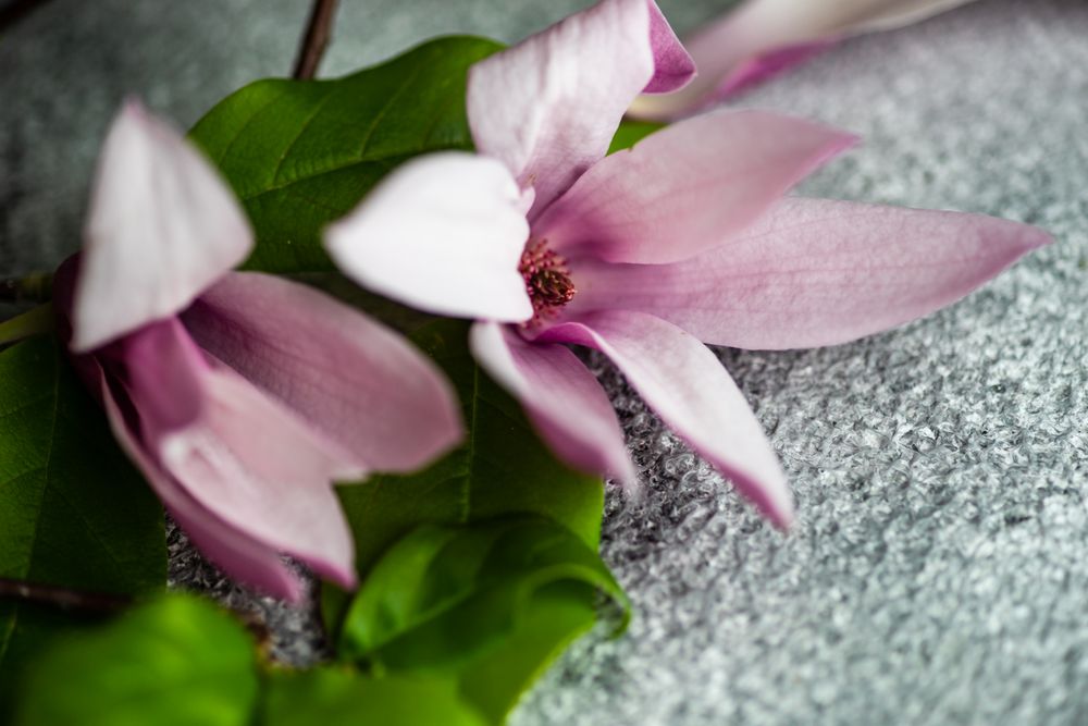 Close up of a magnolia branch