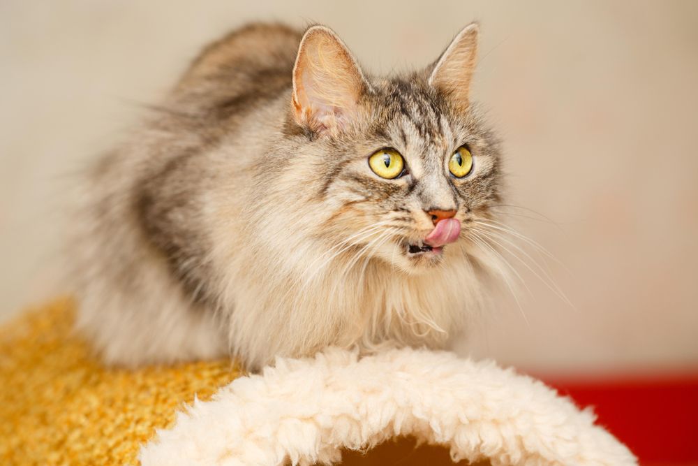 Beautiful grey cat licking her lips