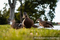 Three ducks on grassy field 0yOKa4