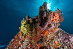 Soft corals and fish on reef
