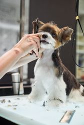 Crop groomer cutting wool of cute dog