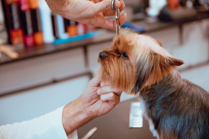 Crop groomer trimming fur of little dog