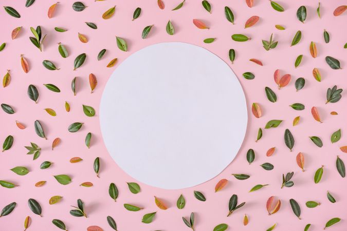 Green and orange leaves with light  paper circle on pink background