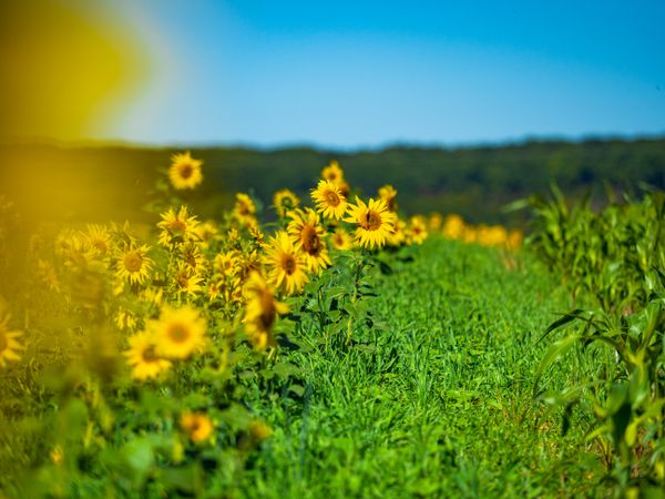 A chic field of sunflowers in the bright sun. Three colors