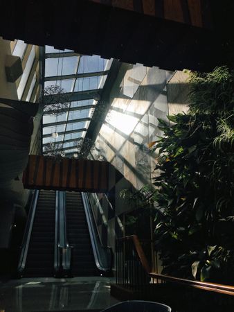 Big green plant near escalators with glass ceiling above