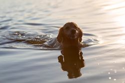 Golden retriever swimming in the water