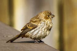 Small brown bird perched on wooden surface