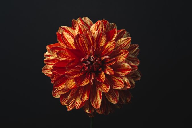 Beautiful dark orange yellow dahlia