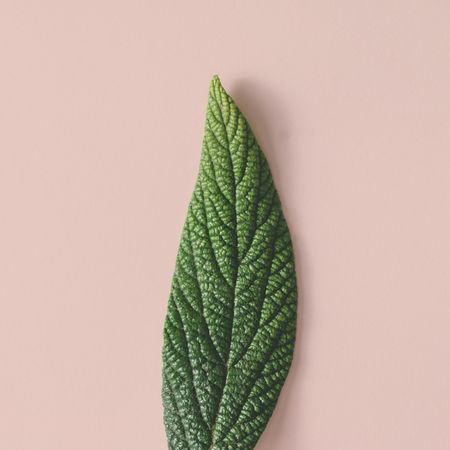 Green leaf on beige background