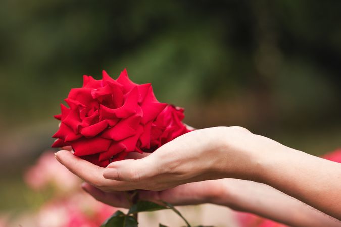 Red Chinese rose in a woman's hands. Background flowers