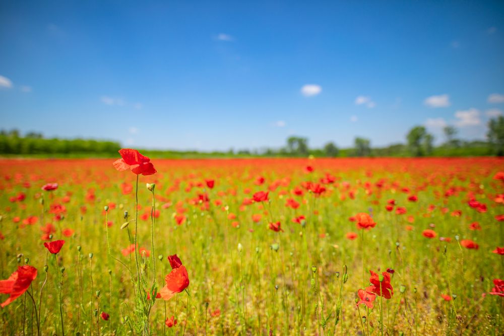Large poppy field on a nice day