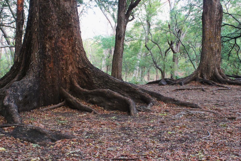 big tree roots