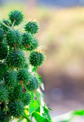 Buah jarak or Ricinus communis fruit,