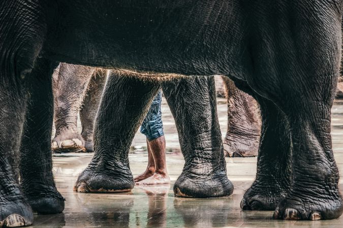 Person standing between elephant legs