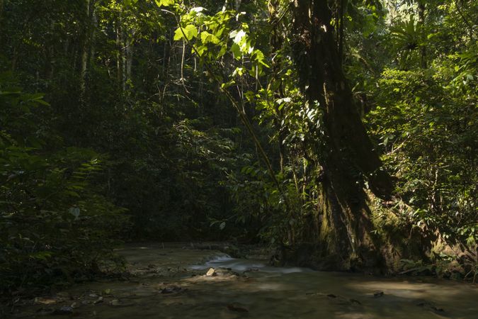 Rainforest in the remote area of Saluopa Waterfall, Poso Regency, Central Sulawesi, Indonesia