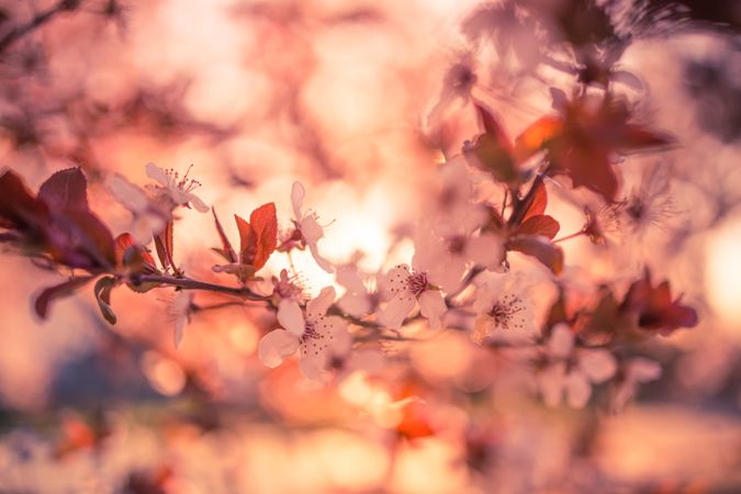 Beautiful cherry blossom branch in the autumn