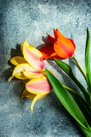 Tulip flowers lying on concrete table with copy space