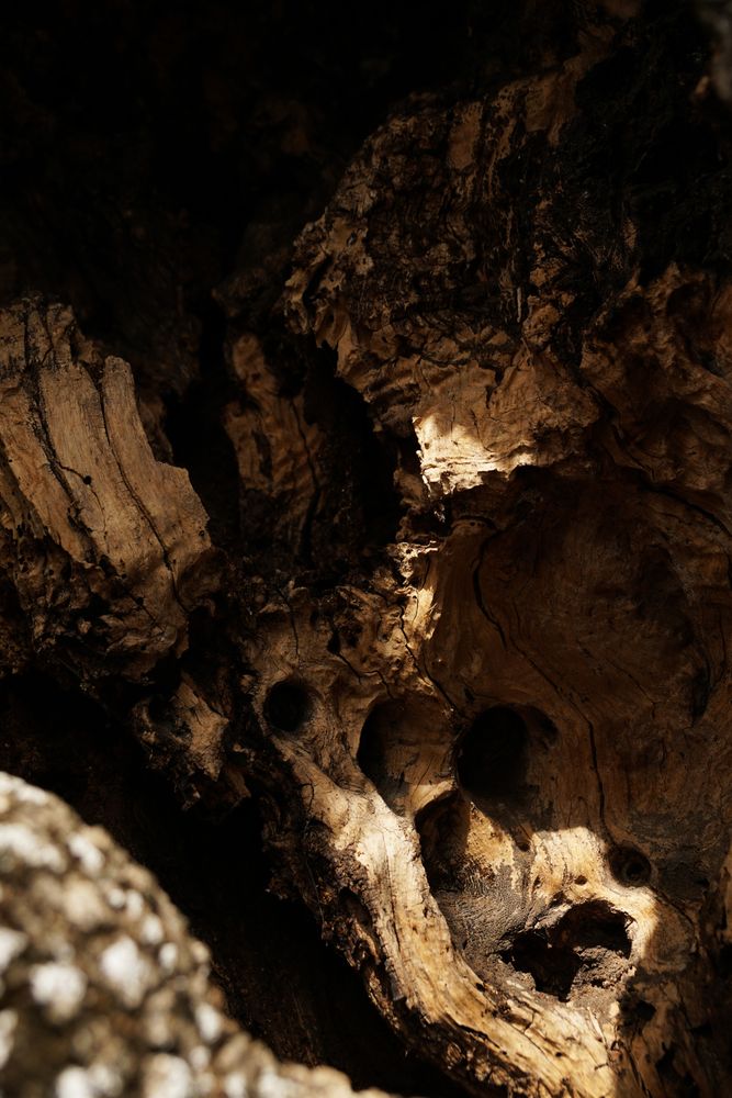 Texture of brown tree stump with growth rings